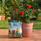 Rose Royale