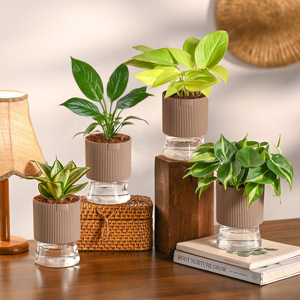 Set of 4 Indoor Plant Decor Bundle