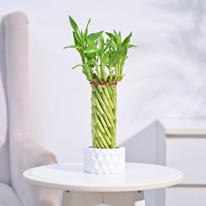 bamboo plant lucky for home Buy Premium Lucky Wheel Bamboo Plant online in India. – Ugaoo