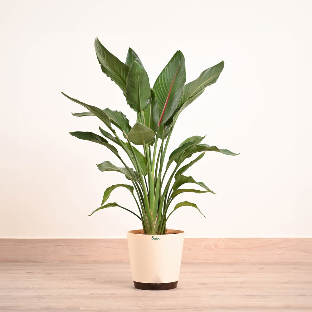 Bird Of Paradise Orange Plant - XL