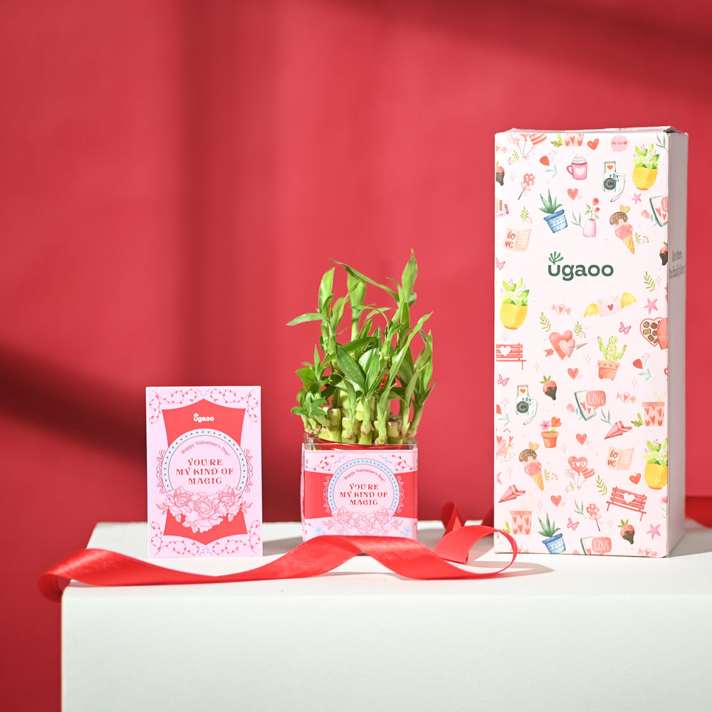 Lucky Bamboo 2 Layer with Square Bowl