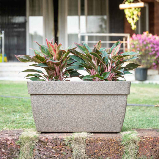 Grass Pot Rectangular Buy premium rectangular plant pots for elegant home decor | Ugaoo.