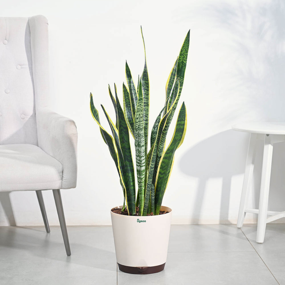 buy snake plant online india Buy Large Sansevieria Laurentii Plant Online in India