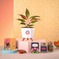 Aglaonema Red Plant & Phool Diwali Gift Hamper