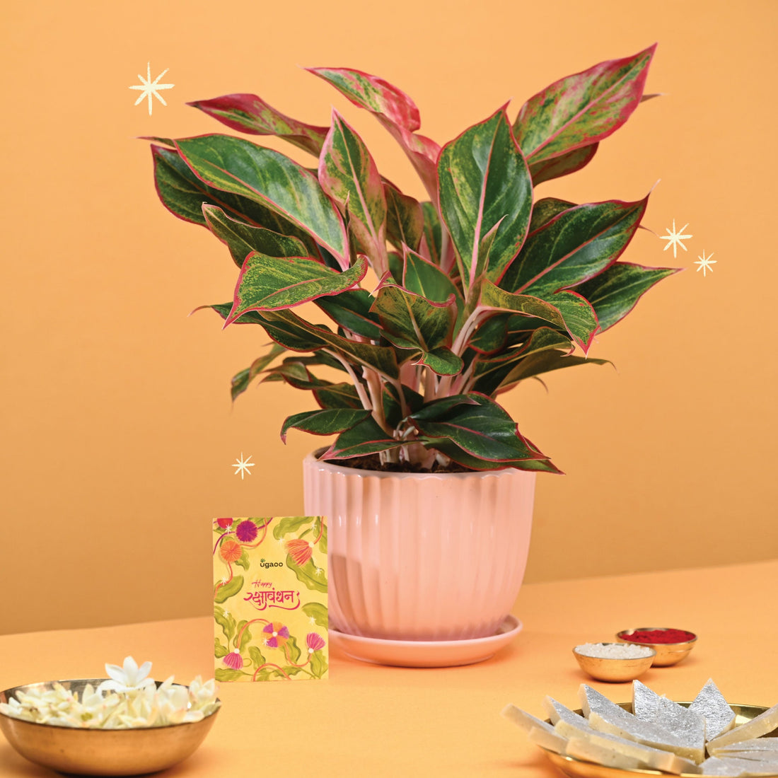 Rakhi Gift for Sister - Aglaonema Red Plant in Grail Ceramic Pot - Medium