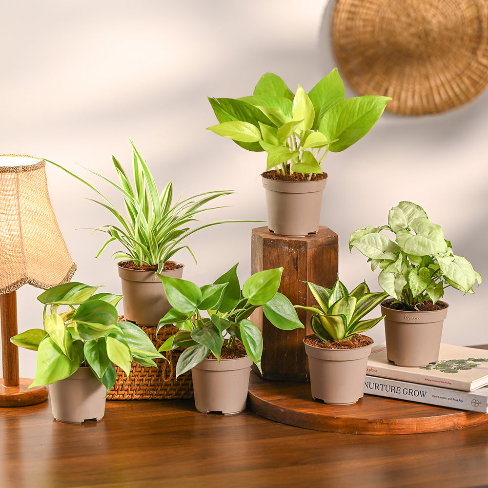 Max Oxygen Air Purifying Plant Kit