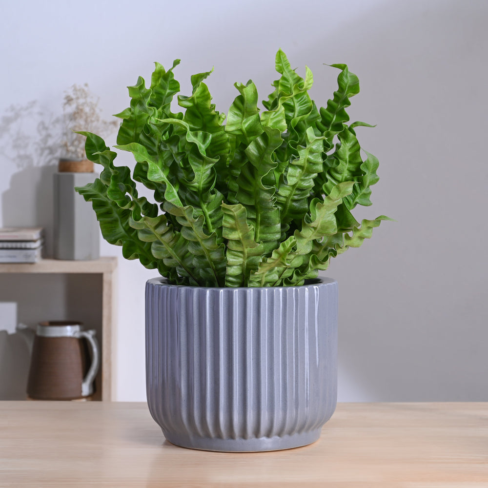 9 in plant pot Phoenix Ceramic Pot (9.5 Inch Diameter) – Ugaoo