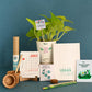 Money Plant Golden and Plantable Essential Box