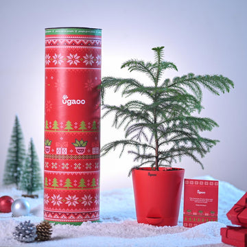 Collection-list-image