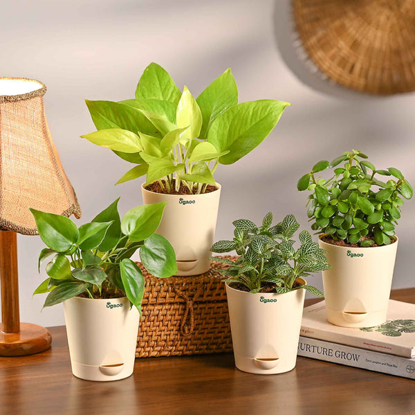 Combo of 4 Summer Ready Plant Set for Office Desk