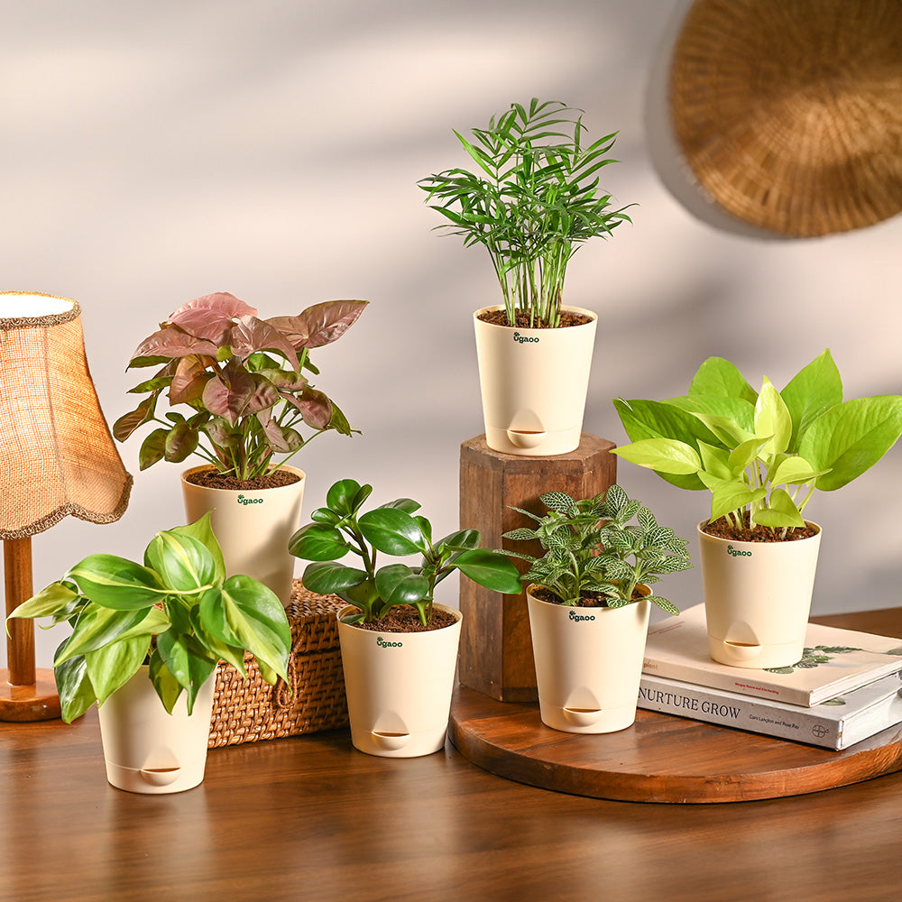 Set of 6 Air Filtration Indoor Plants
