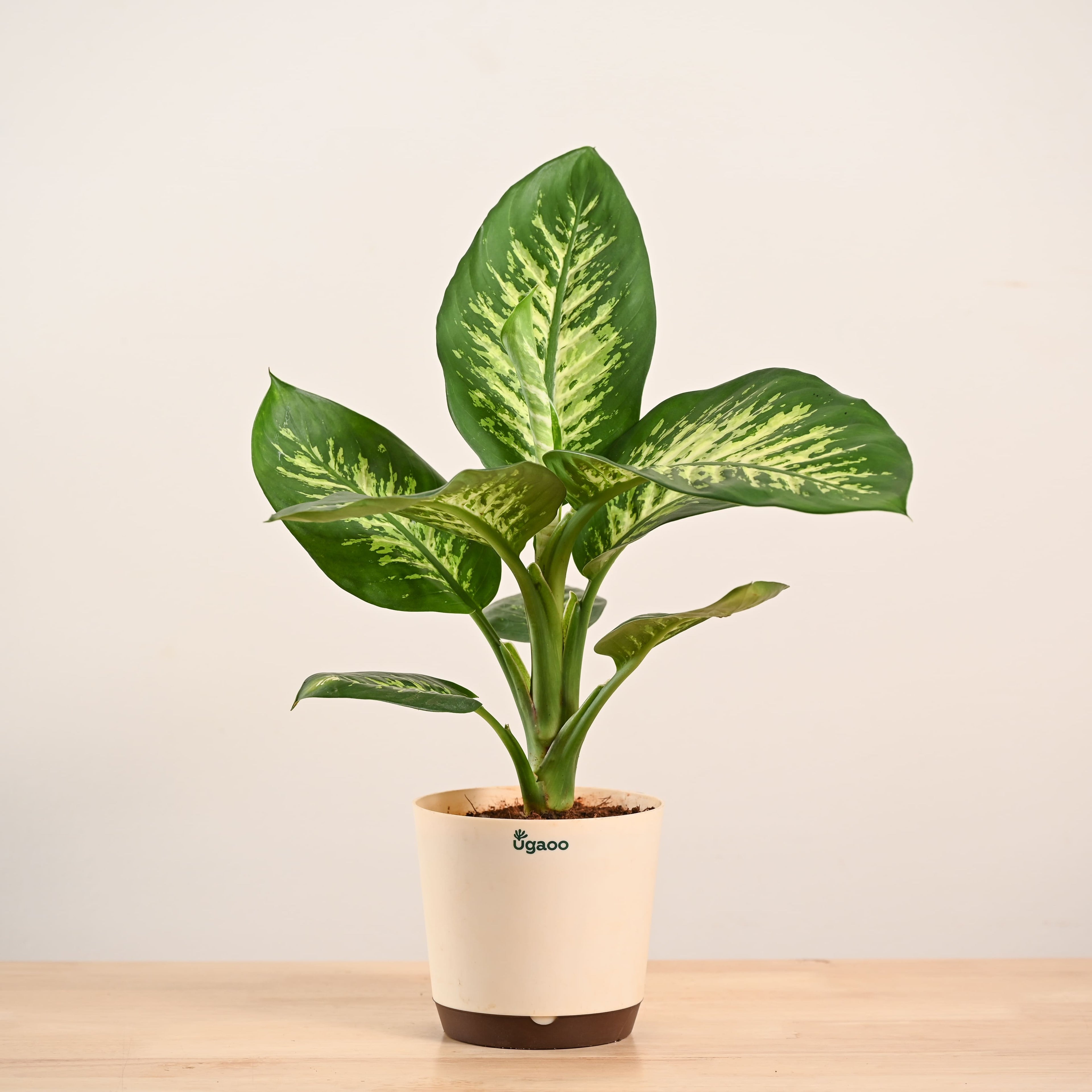 Dieffenbachia Tropic Snow Plant - Large