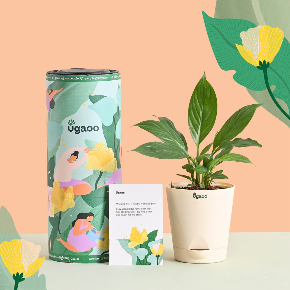 Peace Lily Plant Gift for Women&