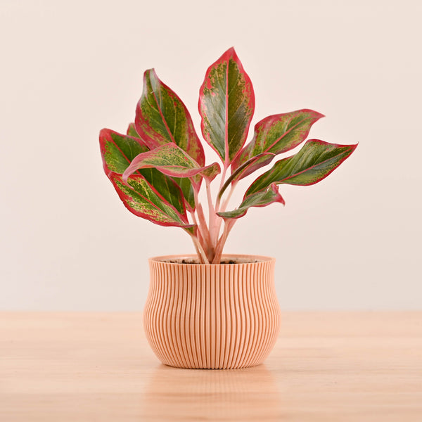 best 3d printer for plant pots_NUHP0339