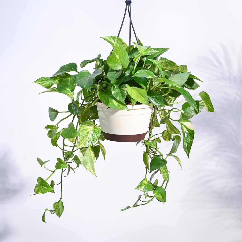 can i buy money plant for myself Premium Variegated Money Plant – Add Indoor Elegance & Prosperity! – Ugaoo