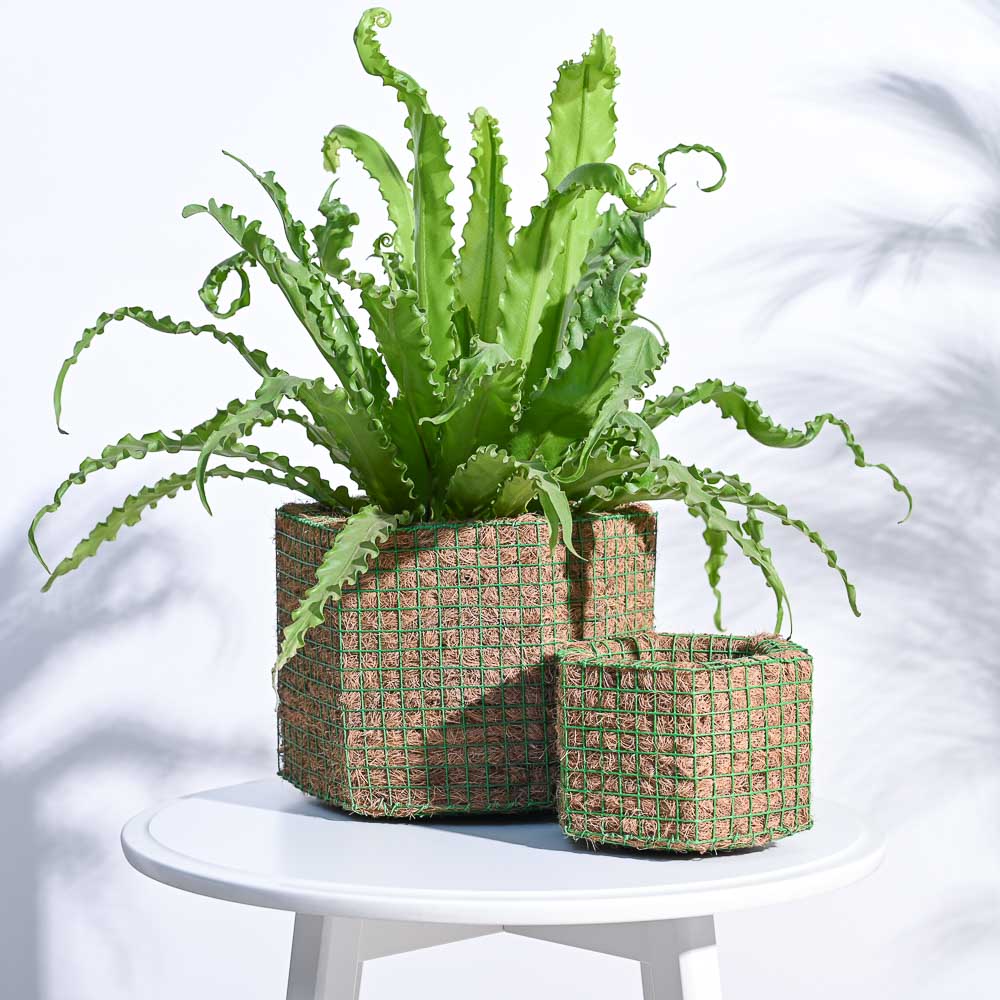 Hexa Coir Planter - Set of 2