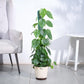 Philodendron Oxycardium Green Plant with Moss Stick