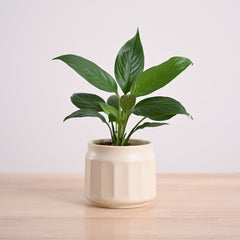 Peace Lily Plant