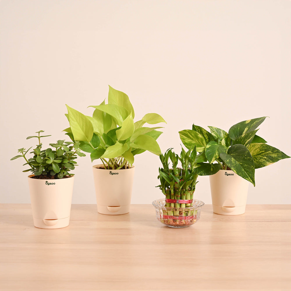 Vastu &amp; Feng Shui Lucky Plant Combo - Good Luck Plants for Home