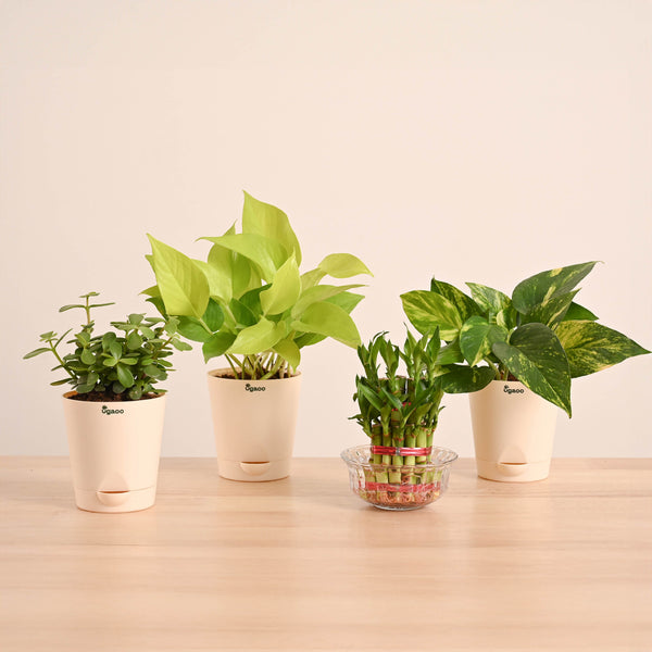 Vastu & Feng Shui Lucky Plant Combo - Good Luck Plants for Home