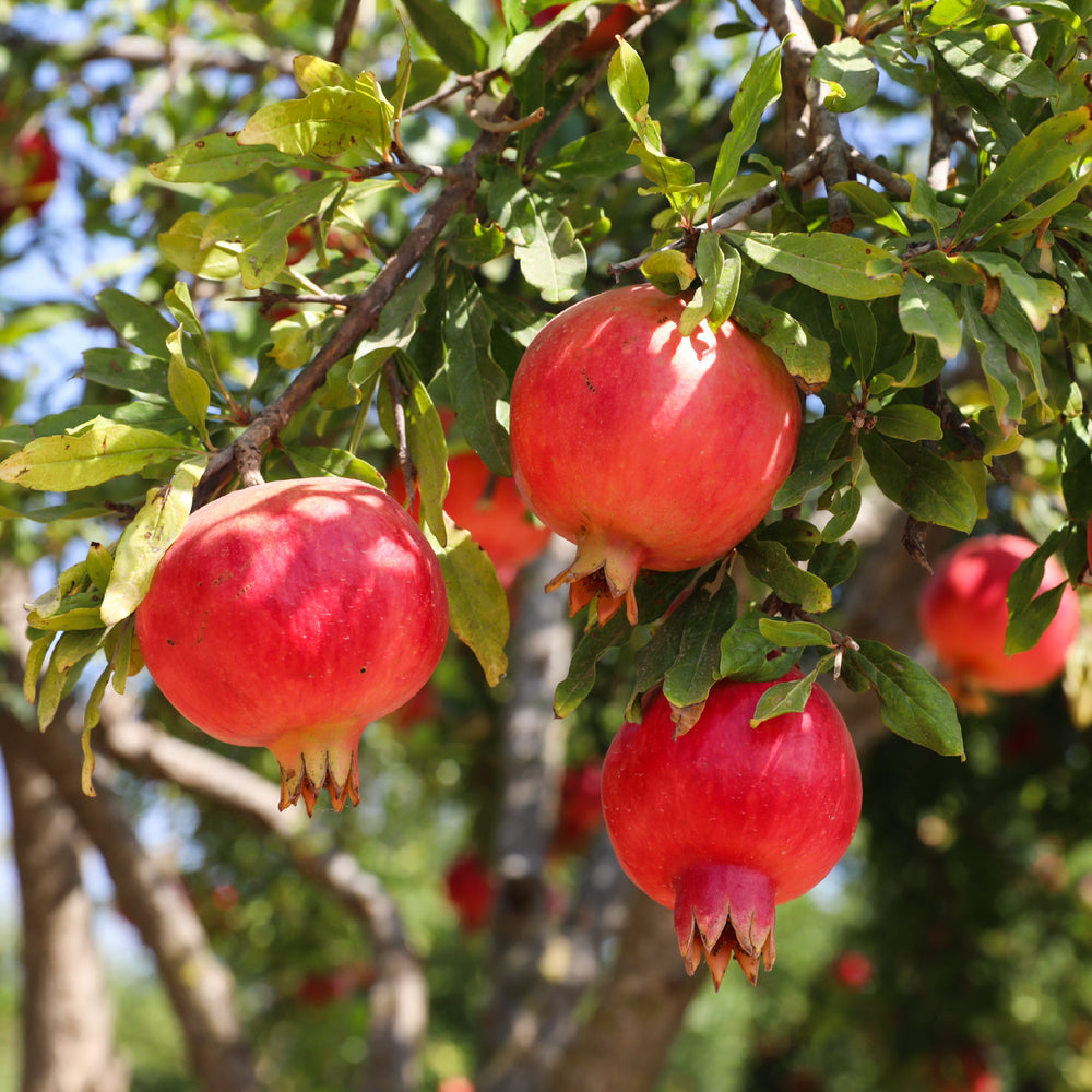 Pomegranate Plant with Grow Bag