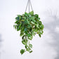Philodendron Oxycardium Green With Hanging Pot