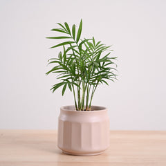 Bamboo Palm Plant