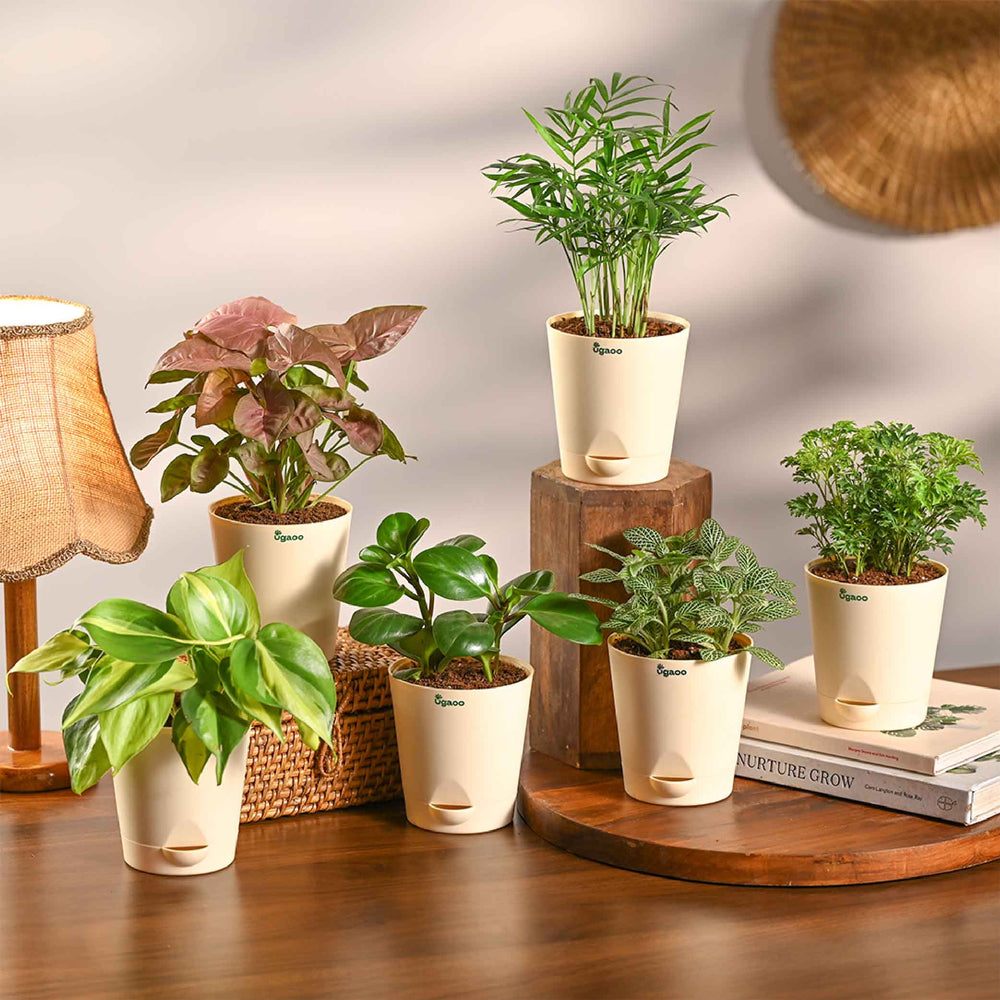 Set of 6 Air Filtration Indoor Plants
