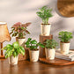 Set of 6 Air Filtration Indoor Plants