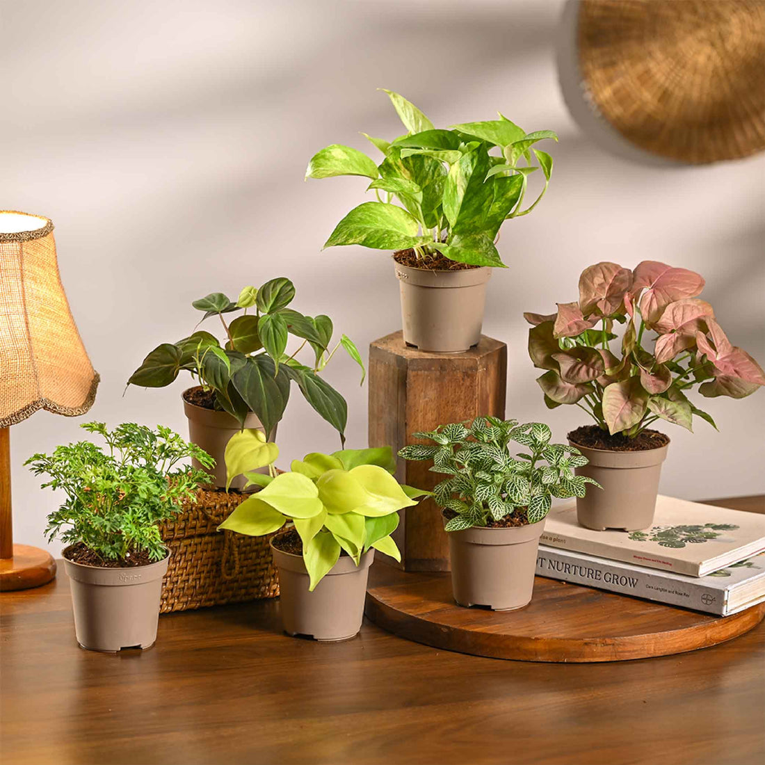 Set of 6 Air Purifying Indoor Plant Bundle