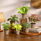 Set of 6 Air Purifying Indoor Plant Bundle