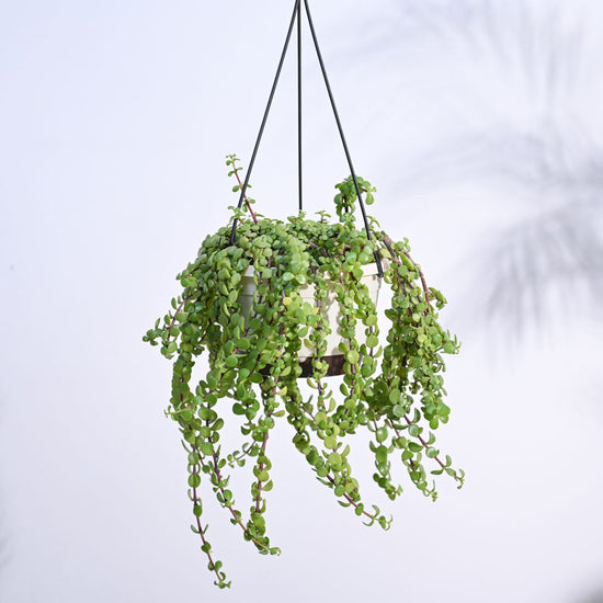 Jade Mini Creeper Plant with Hanging Pot