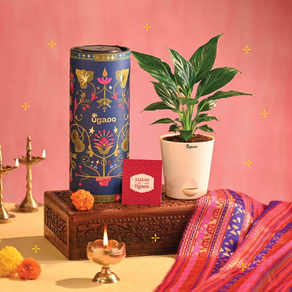 Peace Lily - Diwali Edition
