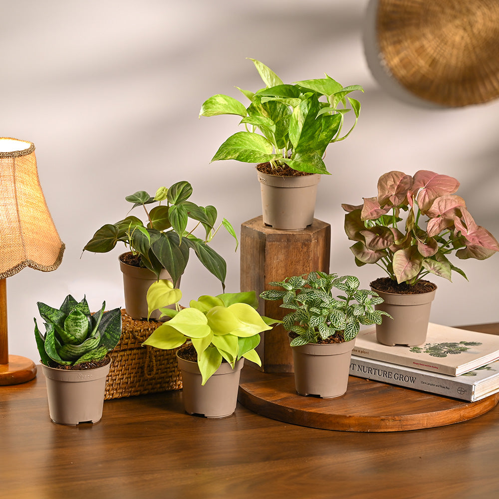 Set of 6 Air Purifying Indoor Plant Bundle