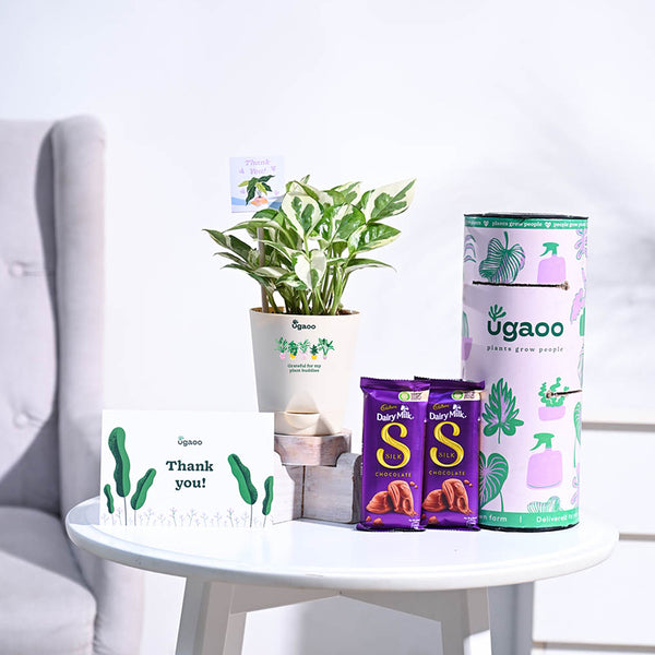 Money Plant N'Joy Thank you Gift Hamper