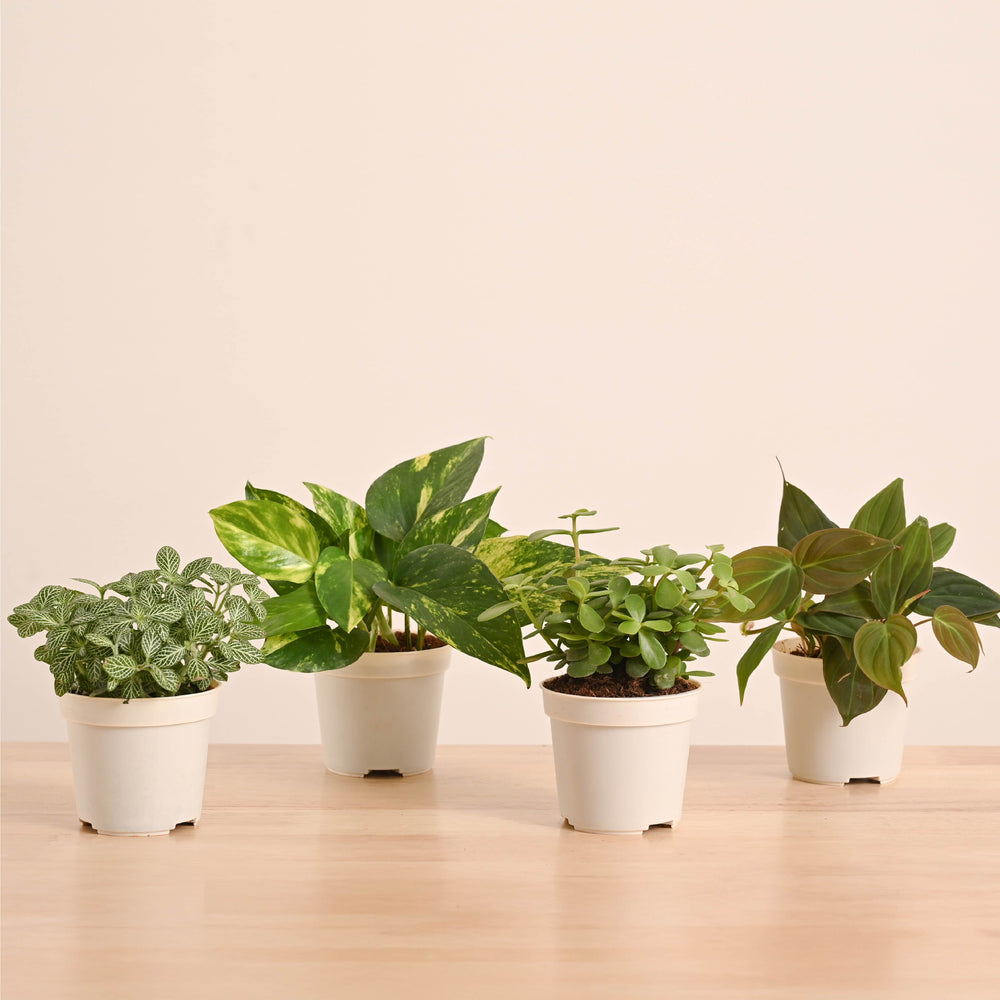 Mini Indoor Plant Set: Low Maintenance Desk &amp; Office Collection (Set of 4, Air Purifying)