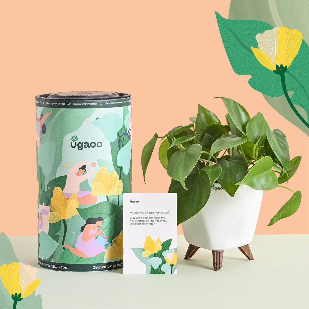 Oxycardium Green Plant Gift for Women&