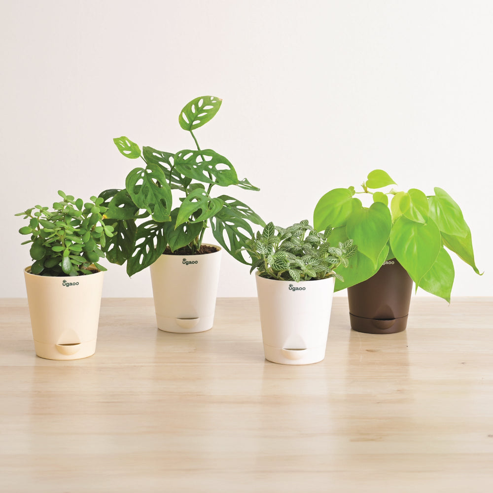 Indoor Plant Bundle: Fittonia, Jade Mini, Broken Heart, Philodendron Oxycardium Golden