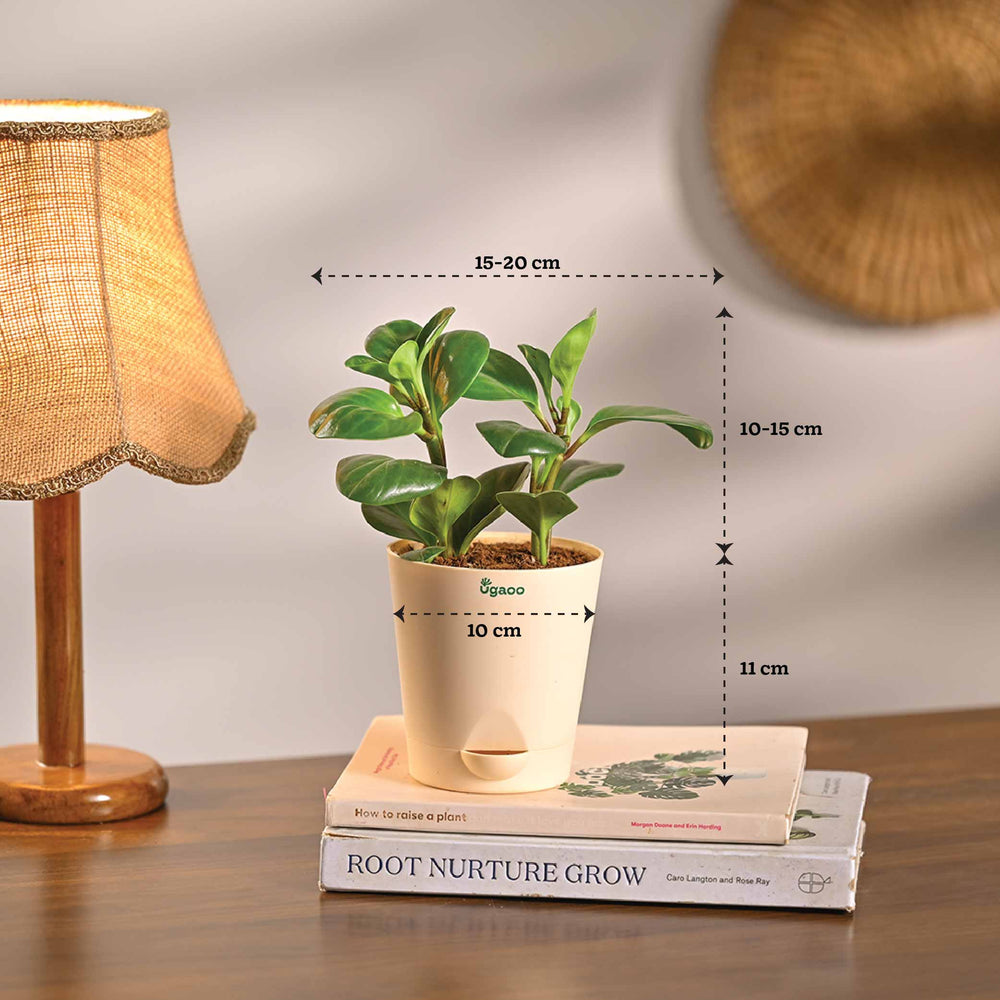 Combo of 4 Desk Air Purifier Plant Bundle