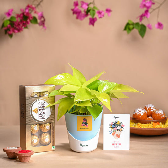 Rakhi Gift for sister - Money plant and chocolate