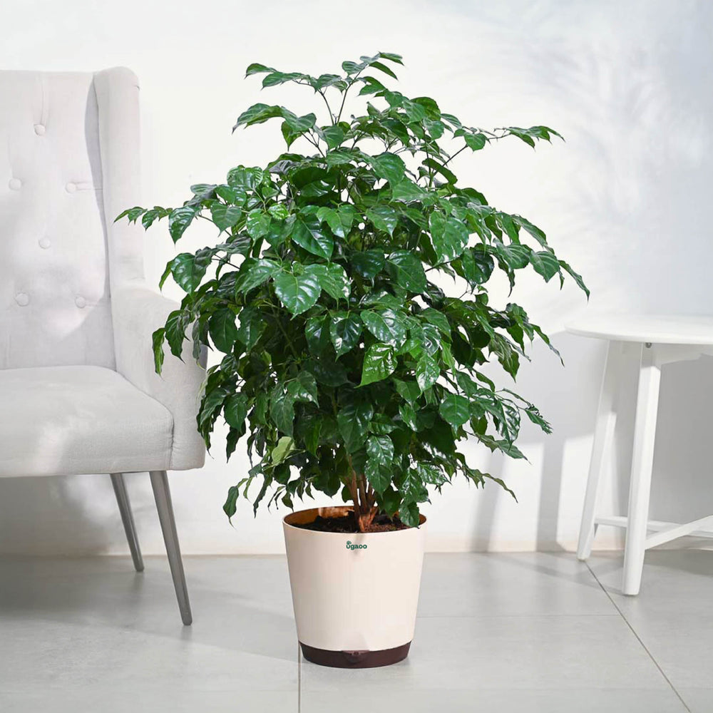indoor plants price in india Buy China Doll Plant Large Online in India – Ugaoo