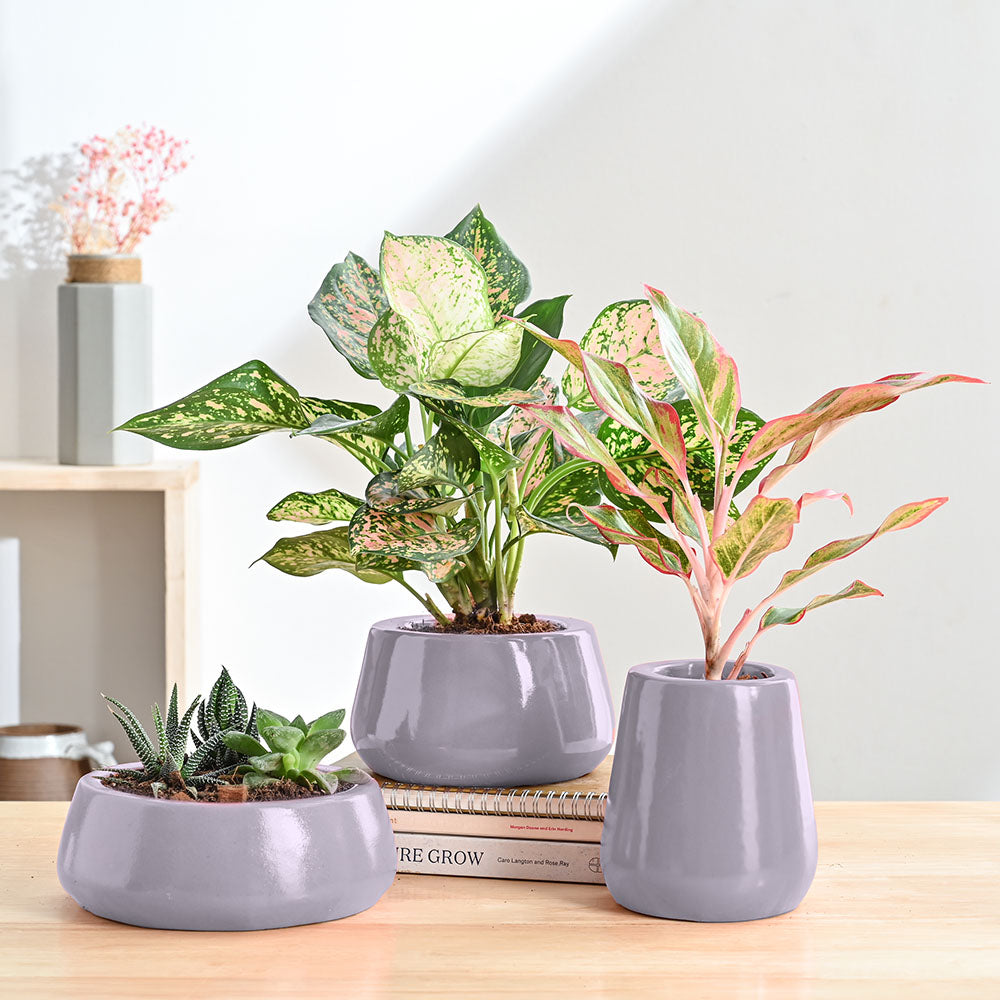 Tulip Fantasy Bundle - Grey