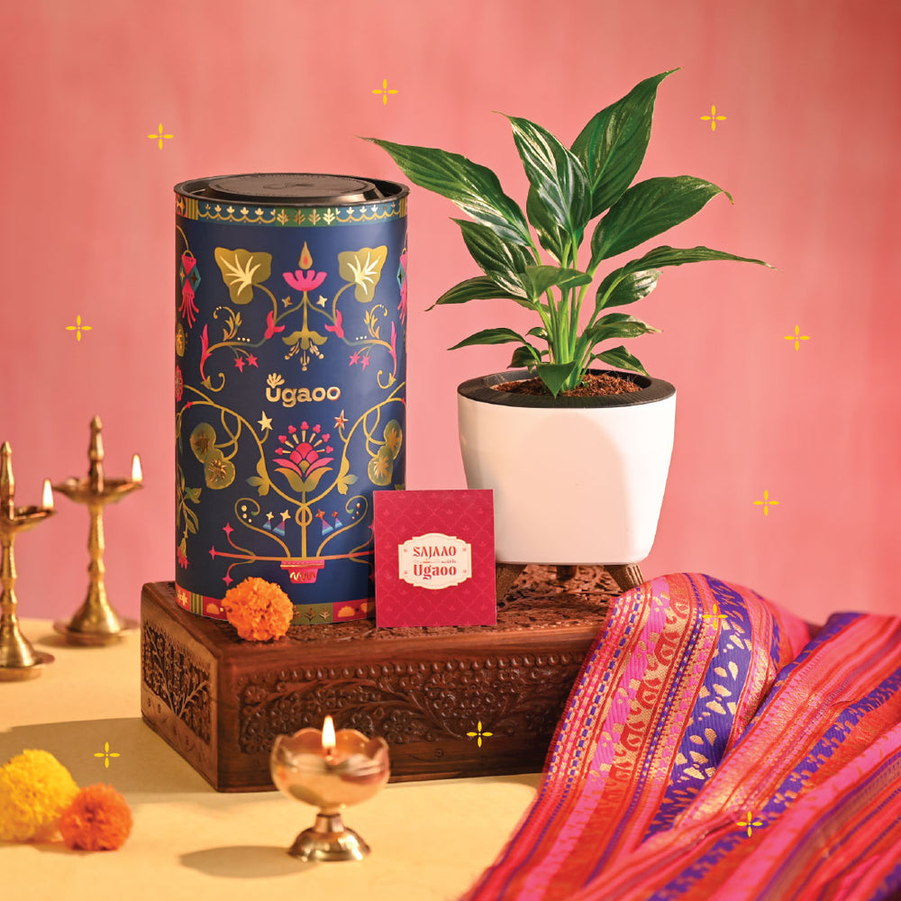 Peace Lily - Diwali Edition