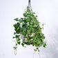 English Ivy Plant In Hanging Planter