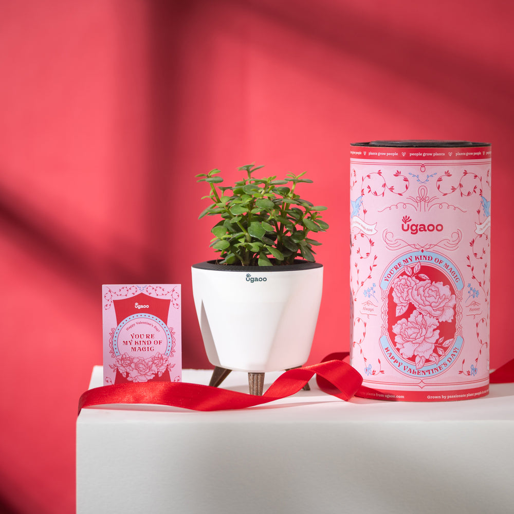 Jade Mini with White Lagos Pot