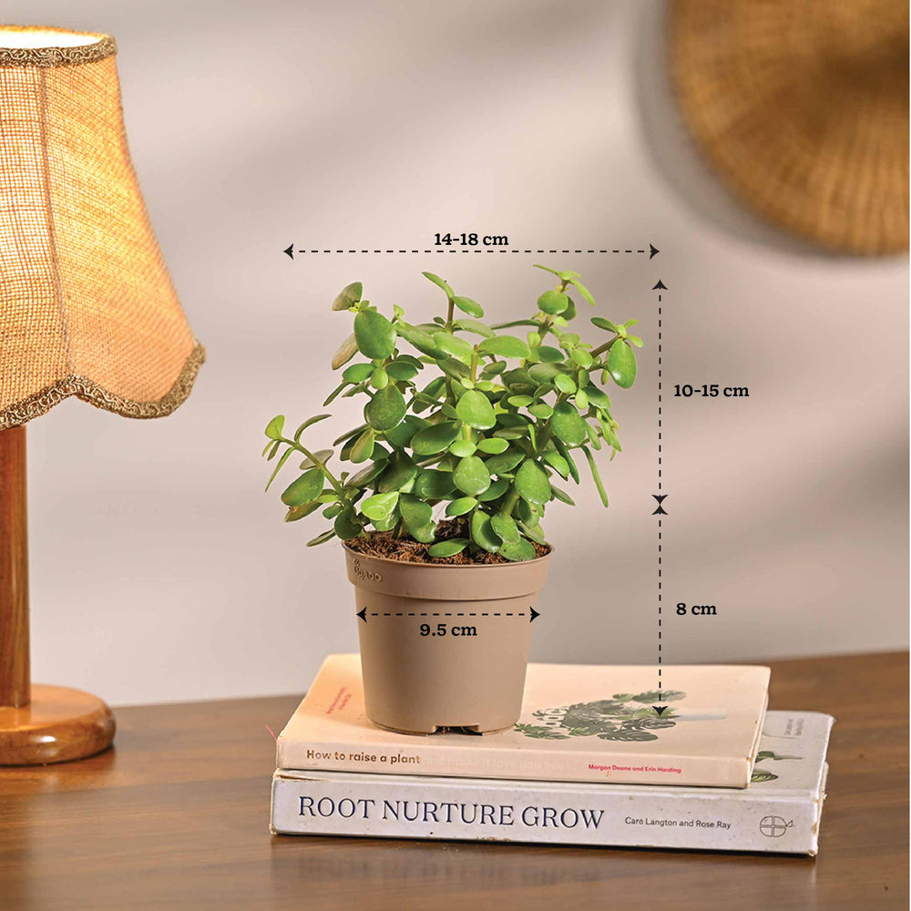 Set of 4 Air Purifying Indoor Plant Bundle for Home