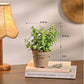 Set of 4 Air Purifying Indoor Plant Bundle for Home