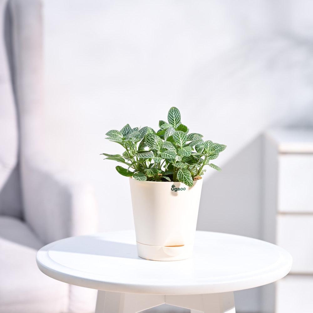 Fittonia Nerve Premium Plant with Self Watering Pot