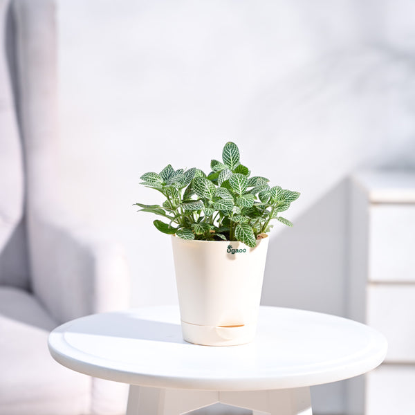 Fittonia Nerve Premium Plant with Self Watering Pot