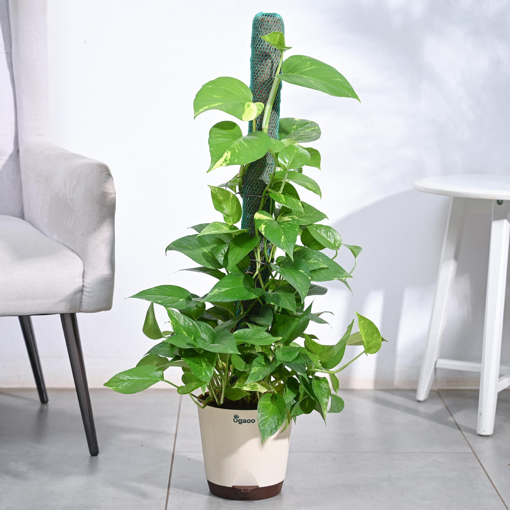 how to use moss stick for money plant Money Plant Variegated with Moss Stick – Ugaoo